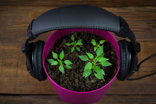 From Bud to Bloom – Radio Grows Site Traffic for Lawn and Garden Retailers